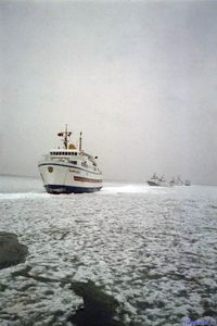 Sunflower (Im April 1986 vor Sylt)